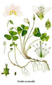 Check spelling or type a new query. Oxalis DefiniÈ›ia È™i Sinonimele Oxalis In DicÈ›ionarul GermanÄƒ