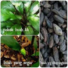 Ia adalah sedikit lebih manis jika membandingkan dengan pudina. Buah Langkau Biji Kedekai Majalawi Buah Kelentit Kering Buah Kk Cekeli Belimbing Bukit Keliku Momstuff Health Beauty Perfumes Nail Care Others On Carousell