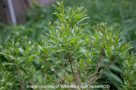 Image result for Myrica