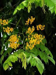 Image result for Pterocarpus megalocarpus
