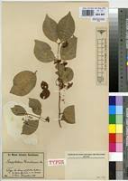 Image result for Campylostemon angolense