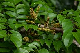 Image result for Erythrophleum