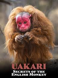 If you want to learn maklum balas in english, you will find the translation here, along with other translations from malay to english. Prime Video Uakari Secrets Of The English Monkey