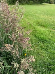 Image result for Holcus