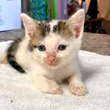 We did not find results for: For Pets Sake Rescue Youtube