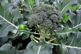 How to plant broccoli seeds in garden. How To Plant And Grow Broccoli