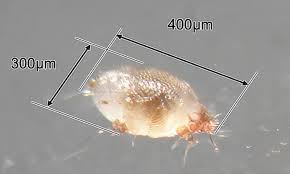 Image result for Sarcoptes scabiei