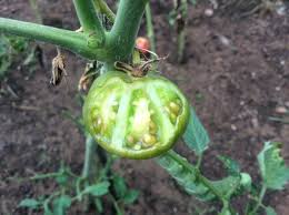 We have yellow birds that are eating our tomatoes, they only go after the ripe ones. Identifying What Is Eating My Tomato Plants Thriftyfun