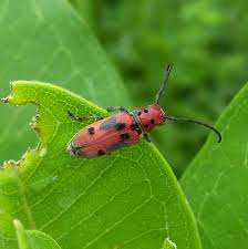 Red Milkweed Beetle A Type Of Longhorn Beetle We Used The Call These Singing Milkweed Beetles When I Was Young Beca Longhorn Beetle Eating Insects Milkweed