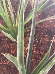 Image result for Sansevieria dawei