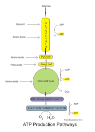 Anaerobic Cellular Respiration Sbi 4u Website