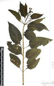 Image result for Lantana nivea