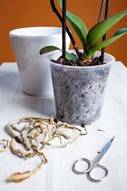 Here are key tips for winter houseplant care, so you can keep your indoor plants alive and healthy during the cooler, … read more blog , pruning , succulents · 01/16/2021 How To Prune An Orchid The Complete Guide Plant Index