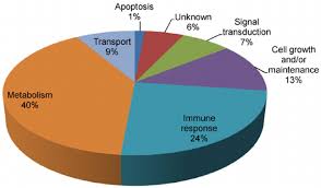 Pie Chart Showing Biological Processes Of 70 Proteins