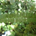 Image result for Asplenium barteri