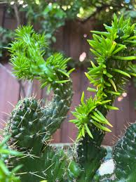 Image result for Austrocylindropuntia