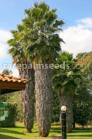 The mexican fan palm grows in u.s. Washingtonia Robusta Skyduster Mexican Cotton Palm Buy Seeds At Rarepalmseeds Com