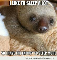 Cute Quote W Adorable Baby Sloth Why I Sleep A Lot Funny Animal Quotes Sloths Funny Sloth