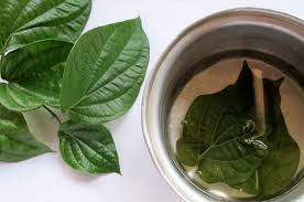 Diluar negri tanaman ini populer dengan sebutan mexican sunflower dan biasa digunakan. Tidak Hanya Untuk Miss V Ini 10 Manfaat Daun Sirih Bagi Kesehatan