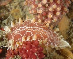 Image result for Tritonia moggii