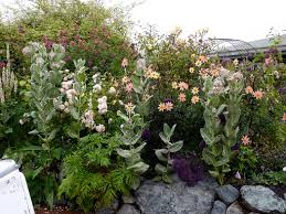 Image result for Kotschya speciosa