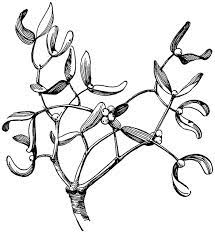 Mistletoe Clipart Etc Christmas Card Illustration Mistletoe Plant Drawing