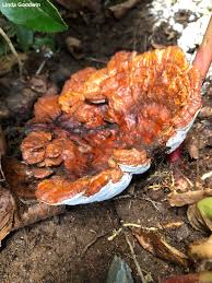 Image result for Ganoderma curtisii
