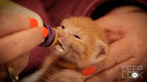 .bottle feeding cutest moments compilation of cute moments while feeding some of the kittens if you would like to support us, please subscribe to our channel and share our videos with your friends kitten lady. How Kittens Go From Clueless To Cute Kqed