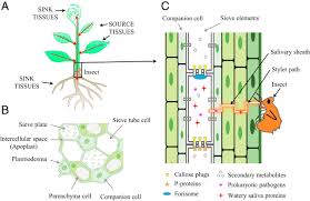 Check spelling or type a new query. Challenging Battles Of Plants With Phloem Feeding Insects And Prokaryotic Pathogens Pnas