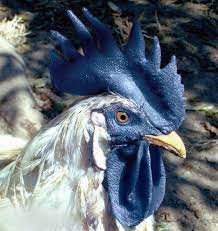 rooster blue fancy chickens beautiful chickens pet chickens