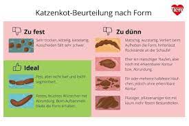 Als steatorrhoe (auch steatorrhö, stearrhö) bzw.pankreasstuhl oder fettstuhl wird eine pathologische erhöhung des fettgehalts im stuhl bezeichnet. Katzenkot Was Er Uber Die Gesundheit Der Katze Verrat Herz Fuer Tiere De