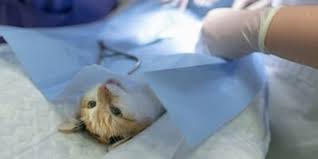 Kater werden in der regel später geschlechtsreif als katzen, nämlich im alter von fünf bis sieben so kann man also als besitzer davon ausgehen, dass eine kastration eines katers mit nähten schon einmal teuer ist als eine ohne nähte (material und. Wann Kater Kastrieren Und Wann Die Katze Kastrieren