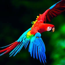 Celebrar y conocer más sobre la cultura e historia hondureña, informándose sobre las distintas fechas importantes y el trasfondo de las mismas, es vital. La Guacamaya Roja Ave Nacional Visit Gracias Honduras FeÑsbuk