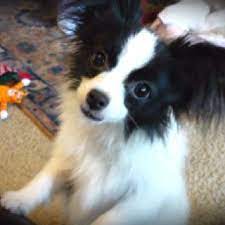 Olive My 5 6 Lb Papilion Pure Joy Papillon Dog Funny Dogs Dog Daycare