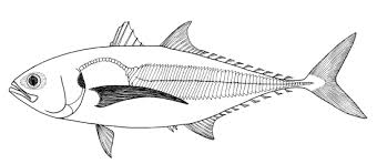 Image result for Cordyla