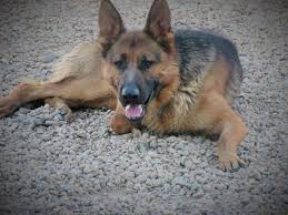Maybe you would like to learn more about one of these? Akc Pedigree German Shepherd Dog Puppies Black Red Coats For Sale In Waddell Arizona Classified Americanlisted Com