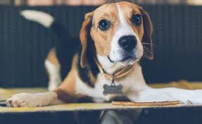 Maybe you've just brought one of these cute pups home, or maybe you're adopting soon. Beagle Names 285 Perfect Ideas For Your Pup My Dog S Name