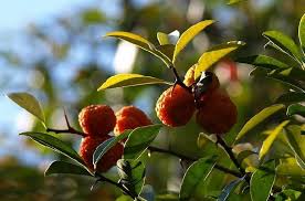 Image result for Maclura africana