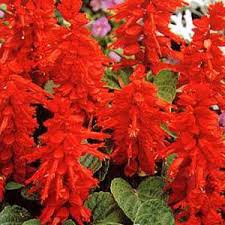 Jual Bibit Benih Bunga Salvia Blaze Of Fire Bibit Bunga Tokopedia Salvia Plants Sage Plant
