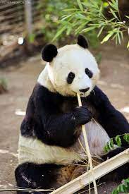 10 Tips To Navigating The San Diego Zoo San Diego Blogger San Diego Zoo San Diego Travel San Diego Vacation