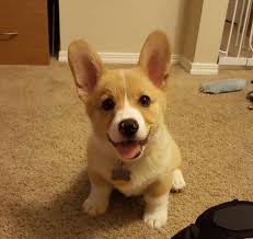 Adopt a corgi near you in atlanta, georgia. Corgi Puppies For Adoption The Y Guide