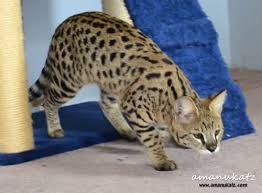 Savannah Kittens Kitten For Sale Savannah Cats