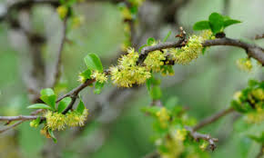 Image result for Stadmannia oppositifolia