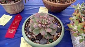 My macro focus was failing here so expect to see a lot of blur on the closeups. San Diego Cactus Succulent Society Winter Show 2019 Pt 2 3 Succulents Cactus Garden Cactus