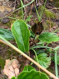 Image result for Crabbea cirsioides