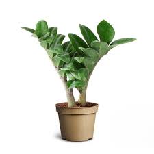 Image result for Zamiokulkas Zamioculcas
