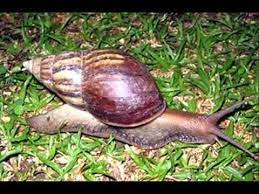 Maybe you would like to learn more about one of these? Bagaimanakah Tingkahlaku Haiwan Ini Semasa Diancam Musuh