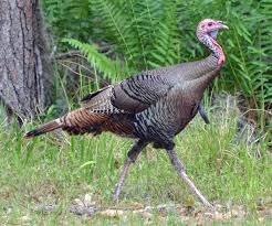 Wild Birds That Look Like Turkeys Pin On Birds