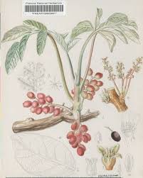 Image result for Lannea edulis