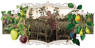 Though specific directions depend on the fruit trees and plants you purchase, all fruit trees must be grown in the proper growing zones. Buy Fruit Trees Online Nationwide Delivery Heritage Fruit Tree Nursery